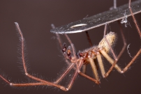 Un mle (Araneae - Agelenidae - Eratigena saeva)